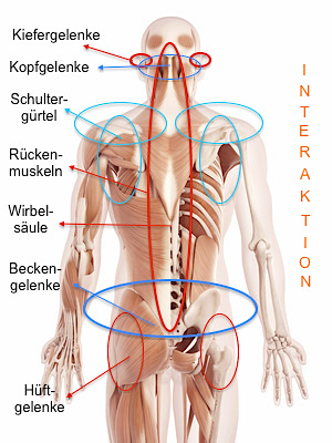 anatomy illustration showing the back muscles