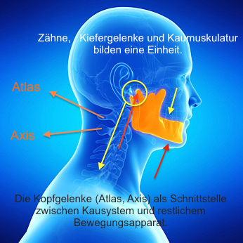 medical illustration of the jaw bone
